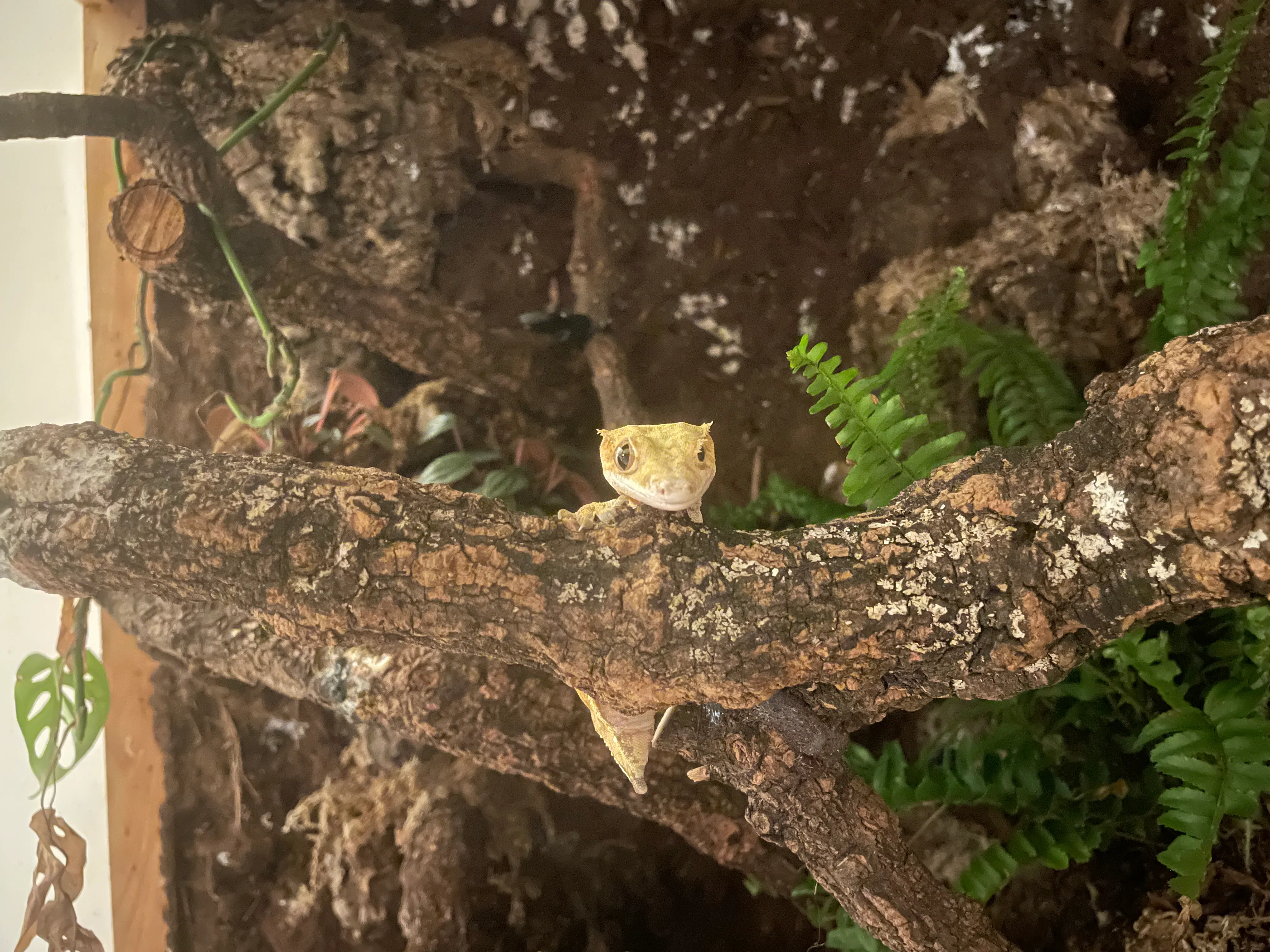 Crested Gecko Penelope