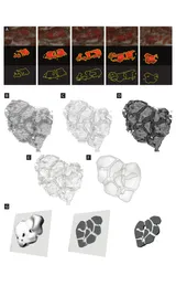 3D Fossil Reconstruction (Nature Geoscience)