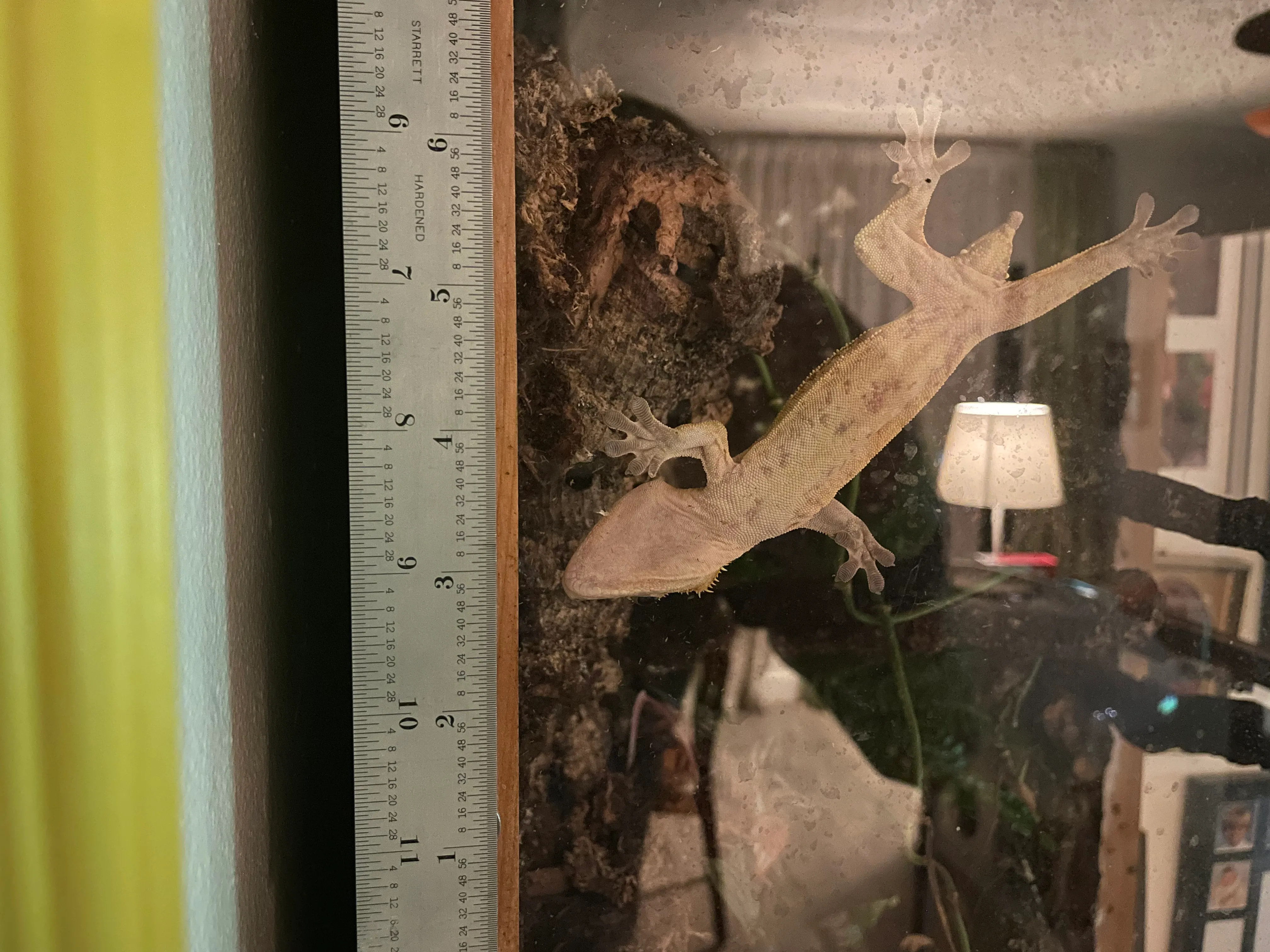 Vivarium Environmental Habitat B
